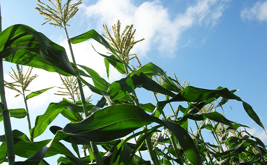 豆乳仕立てのコーンスープ10缶 北のハイグレード食品 コーン とうもろこし スープ 豆乳 北海道 F6S-419