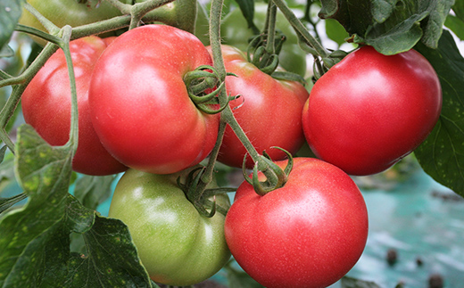 有機栽培トマトジュース ゆうきくん 15缶 食絶景北海道×ゼロカーボンアワード2023優秀賞 トマト ジュース 飲料 完熟 有機栽培 ロングセラー F6S-417