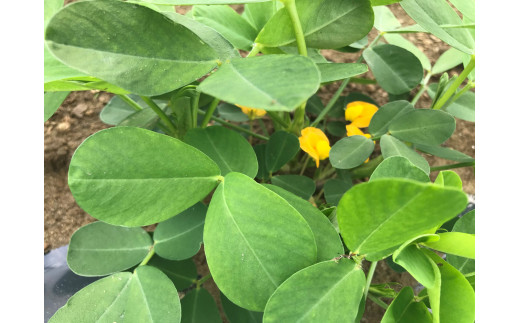 ååã°ã©ã³ããã ã¬ãã«ããã§èœè±ç åã®ãã€ã°ã¬ãŒãé£å åæµ·éç£ ããŒããã æ 逿©èœé£å ã¹ããŒããŒã ãã€ãŸã¿ ãã〠ãåç£ F6S-038