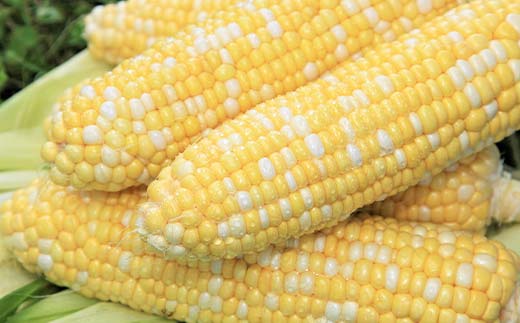 豆乳仕立てのコーンスープ20缶 北のハイグレード食品 コーン とうもろこし スープ 豆乳 北海道 F6S-421