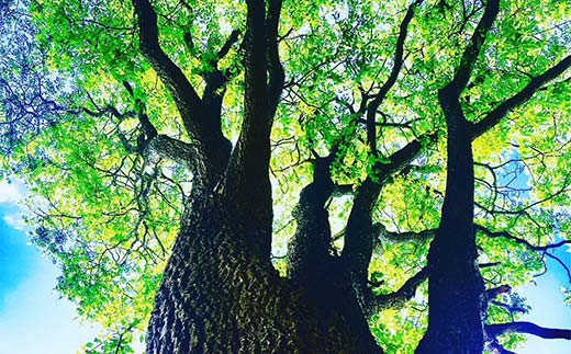 繝溘リ繝溘リ繝弱ラ繧「繝。 HOKKAIDO WOOD 縺ョ縺ゥ鬟エ 縺ゅa 繧「繧、繝 繧ュ繝上ム縺ョ螳 闖灘ュ 繧ュ繝」繝ウ繝繧」 鬟溷刀 F6S-456