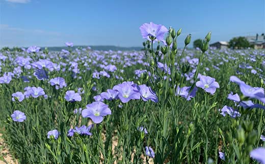 OilDOオメガ3北海道産亜麻仁（あまに）油 北のハイグレード食品 食用油 植物油 ドレッシング 食品 F6S-481