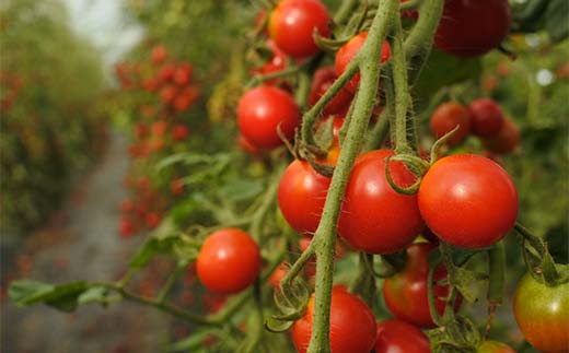 çŠèæïŒãããããïŒããããããŒãªãŒ 10åã»ãã åã®ãã€ã°ã¬ãŒãé£å ãšãŸãš ããã ãŒãªãŒ éè åæµ·é F6S-411