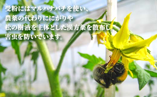 有機栽培トマトジュース ゆうきくん 20缶 食絶景北海道×ゼロカーボンアワード2023優秀賞 トマト ジュース 飲料 完熟 有機栽培 ロングセラー F6S-418