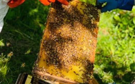 赤いはちみつ140g 北のハイグレード食品2024 F6S-155