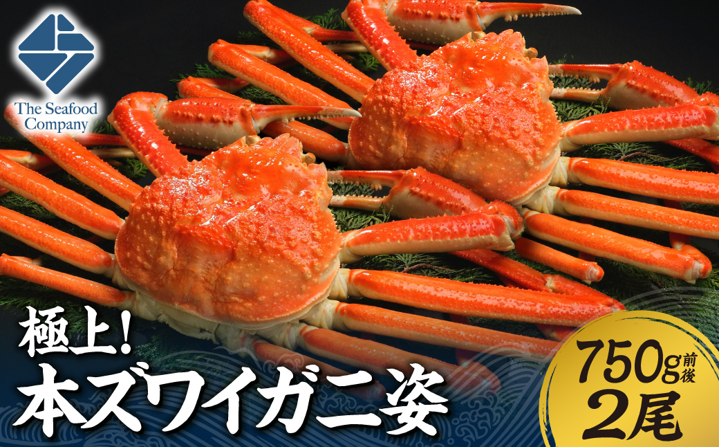 極上！本ズワイ蟹の姿　750g　2尾 | カニ ずわいガニ 海鮮 北海道 札幌市