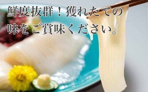 【道水】真いかお造りジャングル1kg（500g×2袋） いか刺身 いかそうめん 三陸・北海道沖産_HD108-012 