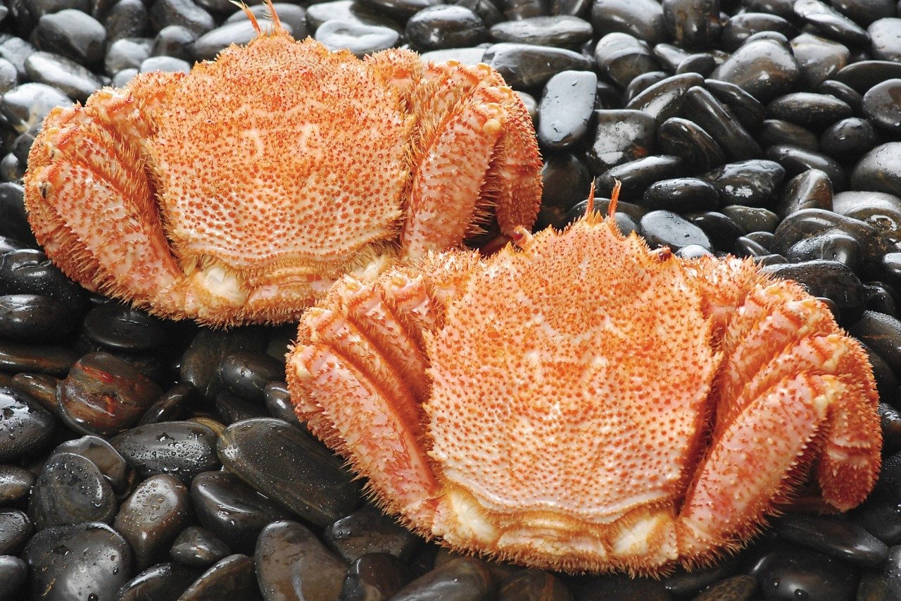 åæµ·éç£æ¯ãã«ç²çŸ
çïŒ2åå
¥ïŒ_HD098-004