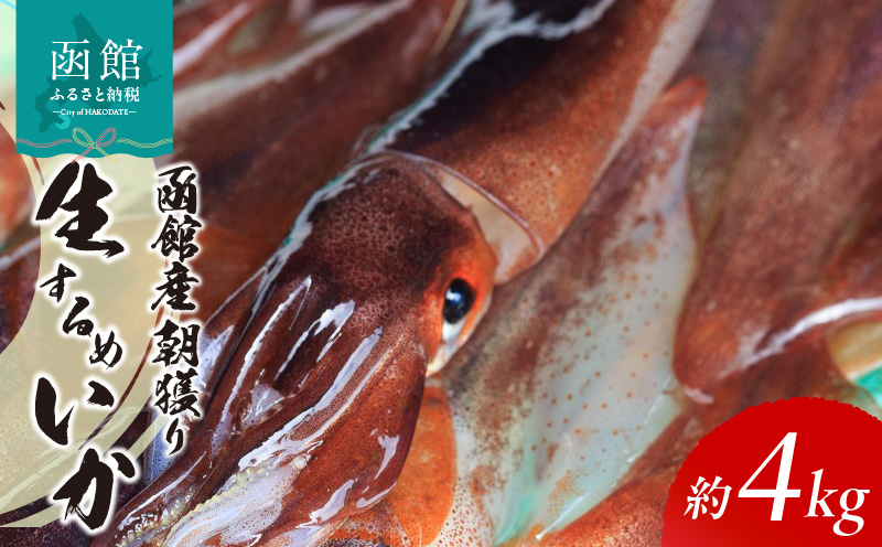 函館産 朝獲り 生するめいか 約 4kg 前後 季節限定 コリッコリ イカ 生いか スルメイカ いか刺し 函館名物 地元食材 国産 魚介類 冷蔵 イチヨ水産 北海道 函館 送料無料 お取り寄せグルメ_HD010-007