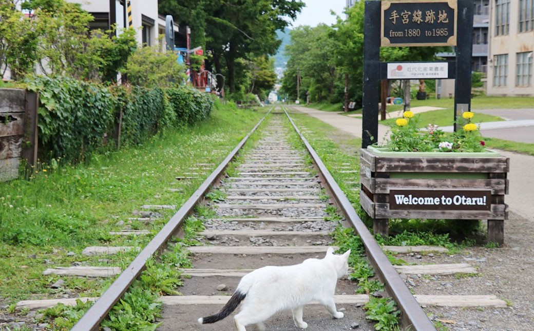【 NEEDS TOUR 】 小樽市宿泊のパッケージツアーで使える旅行券 （ 割引クーポン ） 60,000円分 旅行券 航空券 レンタカー ホテル 観光 パッケージツアー ツアー 旅行 宿泊 電子クーポン