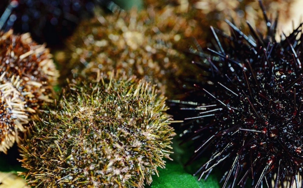 逕溘≧縺ォ 100g 縺縺ォ 繧ヲ繝 繧ュ繧ソ繝繝ゥ繧オ繧ュ繧ヲ繝 蝪ゥ豌エ繝代ャ繧ッ 鬲壻サ矩。 豌エ逕」迚ゥ 豬キ逕」迚ゥ 豬キ魄ョ 繝帙う繝ォ辟シ縺 闌カ繧上s闥ク縺 繝代せ繧ソ 縺縺ォ骰 縺縺ォ縺励c縺カ 蛻コ霄ォ 繧ヲ繝倶クシ 豬キ魄ョ荳シ 謇句キサ縺榊ッソ蜿ク 豬キ縺ョ蟷ク 蛹玲オキ驕 蟆乗ィス蟶ゅ2026蟷エ6譛井ク頑流-7譛井ク区流 逋コ騾∽コ亥ョ壹