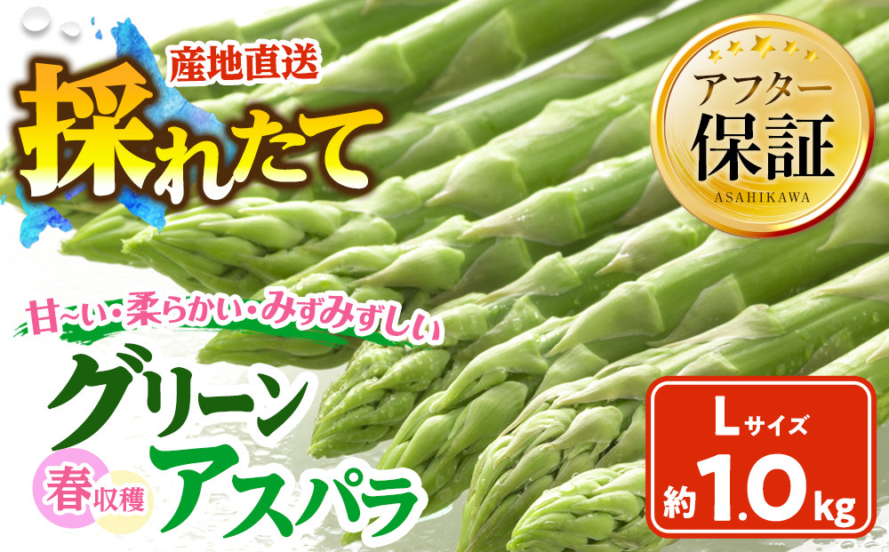 春収穫グリーンアスパラ Lサイズ 1kg（2026年6月上旬から発送開始予定）【 アスパラ アスパラガス 朝採り とれたて 野菜 旬 小分け 保存 産直 産地直送 お取り寄せ 旭川市 北海道 】_00442