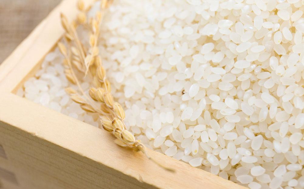 【先行予約】令和6年産 特別栽培米 あやひめ 白米5kg 玄米2kg 各2袋 合計14kg