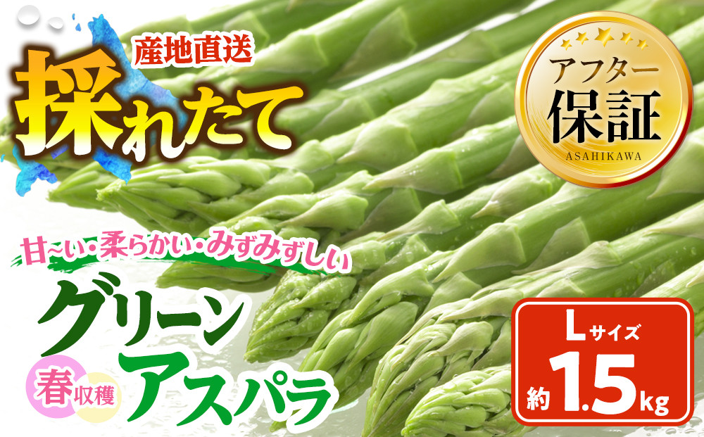春収穫グリーンアスパラLサイズ（500g×3）約1.5kg（2026年6月上旬から発送開始予定）【 アスパラ アスパラガス 朝採り とれたて 野菜 旬 小分け 保存 産直 産地直送 お取り寄せ 旭川市 北海道 】_05530