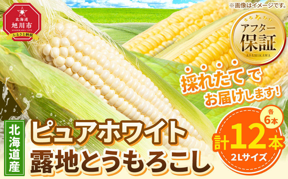 【26年先行予約】北海道産ピュアホワイト・露地とうもろこし　計12本 2026年8月中旬から発送開始予定 【 白いとうもろこし 人気 北海道産 糖度 生 野菜 スイートコーン 産地直送 バーベキュー BBQ コーン 旬 お取り寄せ 旭川市 北海道 】_00113