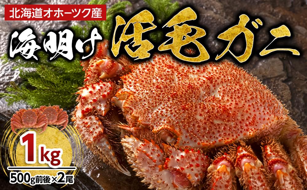 【着日指定可】北海道オホーツク産海明け活毛ガニ　ボイル未冷凍配送(チルド 冷蔵配送)　500g前後　2尾　_03500