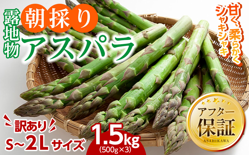 【訳あり】露地物朝採りアスパラ 1.5kg（500g×3）鮮度保持フィルム入り(5月中旬発送開始予定) 【 アスパラ アスパラガス 朝採り とれたて 野菜 旬 小分け 保存 産直 産地直送 お取り寄せ 旭川市 北海道 】_01589
