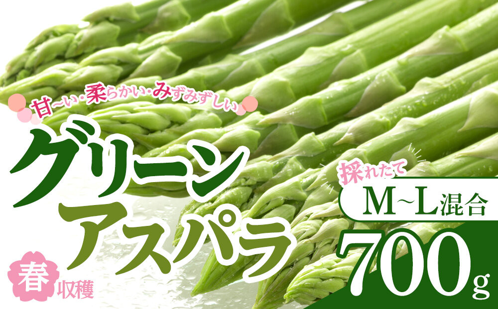 【先行予約】春収穫グリーンアスパラ M-L混合700g(2026年6月上旬から順次発送開始予定)_05687