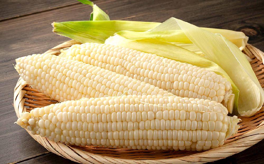 【26年発送先行予約】朝採りとうもろこしMIX10本 4kg あさひやま動物園 白くまコーンとライオンコーンのミックス（2026年8月中旬から発送開始予定）【 とうもろこし 人気 北海道 糖度 野菜 白いとうもろこし 白いスイートコーン 産地直送 ホワイトレディ ゴールドラッシュ コーン 玉蜀黍 旬 お取り寄せ 旭川市 北海道 】_02157