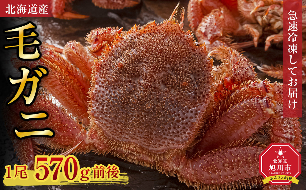 北海道産毛ガニ1尾 570g前後_05580