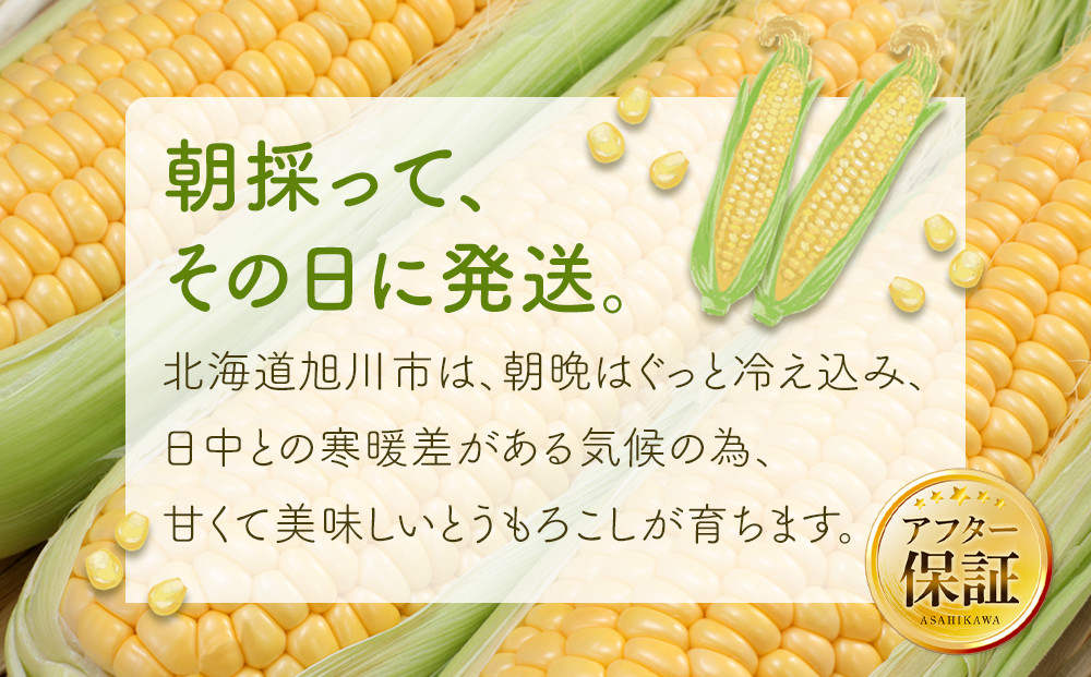 【26年先行予約】朝採り とうもろこし ゴールドラッシュ 約4.8kg (M～Lサイズ×15本)(2026年8月中旬発送予定) 【 人気 北海道産 糖度 生 野菜 スイートコーン 産地直送 バーベキュー BBQ コーン 旬 お取り寄せ 旭川市 北海道 】_03903