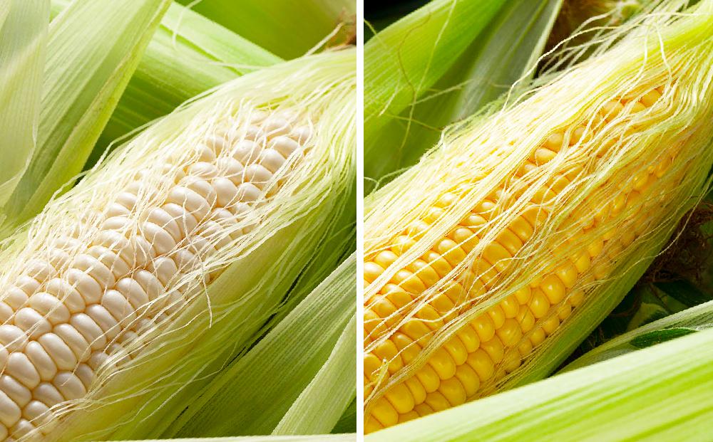 【26年発送先行予約】朝採りとうもろこしMIX10本 4kg あさひやま動物園 白くまコーンとライオンコーンのミックス（2026年8月中旬から発送開始予定）【 とうもろこし 人気 北海道 糖度 野菜 白いとうもろこし 白いスイートコーン 産地直送 ホワイトレディ ゴールドラッシュ コーン 玉蜀黍 旬 お取り寄せ 旭川市 北海道 】_02157