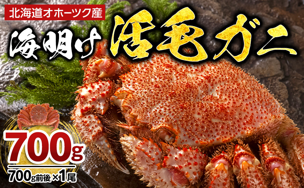 【先行予約】北海道オホーツク産海明け活毛ガニ　ボイル未冷凍配送(チルド 冷蔵配送)　700g前後　1尾（2026年3月下旬から発送予定）_05669