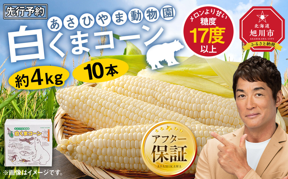 【26年発送先行予約】あさひやま動物園しろくまコーン 10本(約4kg)2026年8月下旬から発送開始予定 【 とうもろこし 人気 北海道 糖度 野菜 白いとうもろこし 白いスイートコーン 産地直送 ホワイトレディ コーン 玉蜀黍 旬 お取り寄せ 旭川市 北海道 】_00308