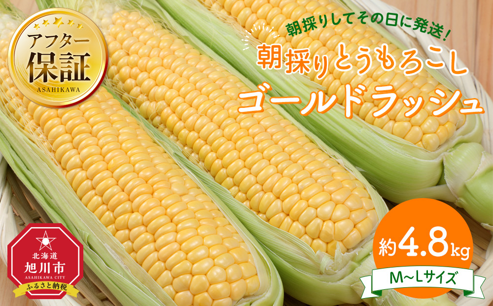 【26年先行予約】朝採り とうもろこし ゴールドラッシュ 約4.8kg (M～Lサイズ×15本)(2026年8月中旬発送予定) 【 人気 北海道産 糖度 生 野菜 スイートコーン 産地直送 バーベキュー BBQ コーン 旬 お取り寄せ 旭川市 北海道 】_03903