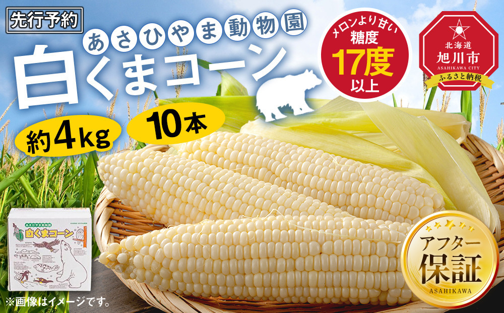 【26年発送先行予約】あさひやま動物園しろくまコーン 10本（約4kg）2026年8月下旬から発送開始予定 【 とうもろこし 人気 北海道 糖度 野菜 白いとうもろこし 白いスイートコーン 産地直送 ホワイトレディ コーン 玉蜀黍 旬 お取り寄せ 旭川市 北海道 】_00308