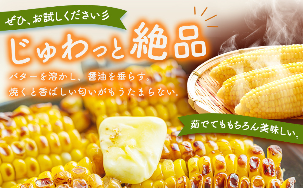 【26年先行予約】朝採り とうもろこし ゴールドラッシュ 約4.8kg (M～Lサイズ×15本)(2026年8月中旬発送予定) 【 人気 北海道産 糖度 生 野菜 スイートコーン 産地直送 バーベキュー BBQ コーン 旬 お取り寄せ 旭川市 北海道 】_03903