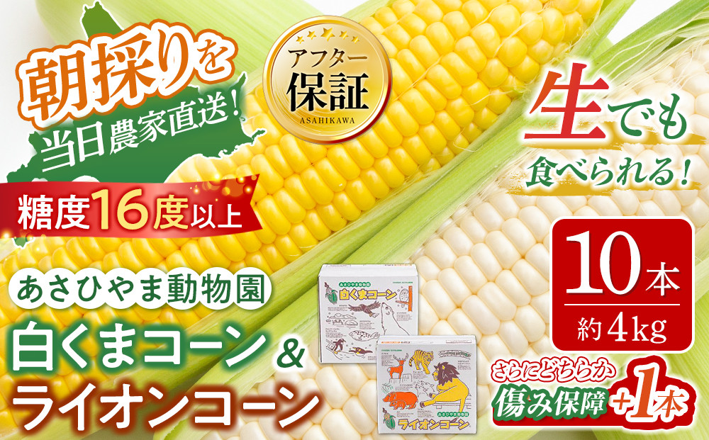 【26年発送先行予約】朝採りとうもろこしMIX10本 4kg あさひやま動物園 白くまコーンとライオンコーンのミックス（2026年8月中旬から発送開始予定）【 とうもろこし 人気 北海道 糖度 野菜 白いとうもろこし 白いスイートコーン 産地直送 ホワイトレディ ゴールドラッシュ コーン 玉蜀黍 旬 お取り寄せ 旭川市 北海道 】_02157