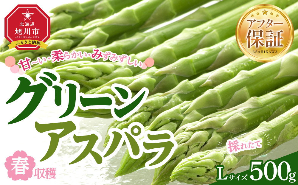 【先行予約】春収穫グリーンアスパラLサイズ　約500g（2026年6月上旬から発送開始予定）【 アスパラ アスパラガス 朝採り とれたて 野菜 旬 小分け 保存 産直 産地直送 お取り寄せ 旭川市 北海道 】_05529