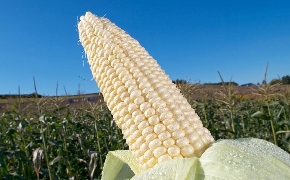 【2026年先行予約】とうもろこしコラボセット!　ピュアホワイト5本×ゴールドラッシュ5本（2026年8月下旬から発送開始予定）【 白いとうもろこし 人気 北海道産 糖度 生 野菜 スイートコーン 産地直送 バーベキュー BBQ コーン 旬 お取り寄せ 旭川市 北海道 】_03648