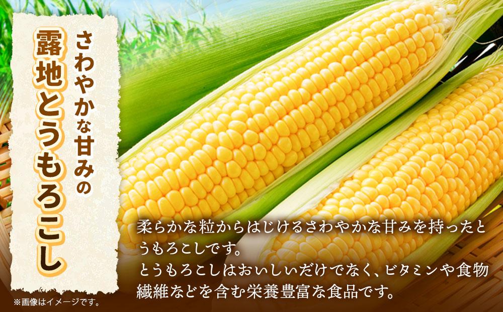 【先行予約】北海道産ピュアホワイト・露地とうもろこし　計12本 2025年8月下旬から発送開始予定 【 白いとうもろこし 人気 北海道産 糖度 生 野菜 スイートコーン 産地直送 バーベキュー BBQ コーン 旬 お取り寄せ 旭川市 北海道 送料無料 】_00113