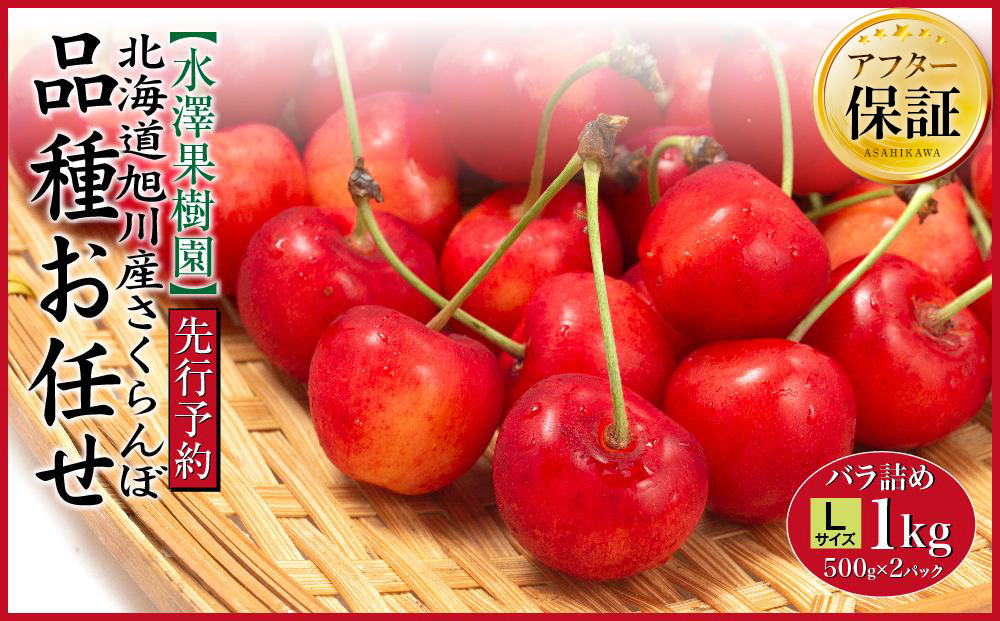 【先行予約】農家直送！ 品種お任せ  Lサイズ バラ詰め1kg（500g×2パック）（2026年6月末から発送開始予定）水澤果樹園 【 さくらんぼ サクランボ 果物 くだもの フルーツ デザート 旬 お取り寄せ 甘い 北海道産 人気 ランキング 北海道 旭川市 産地直送 】_01179
