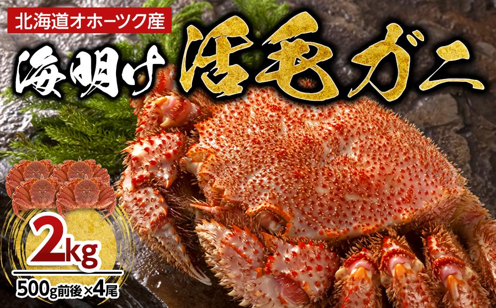 【着日指定可】北海道オホーツク産海明け活毛ガニ　ボイル未冷凍配送(チルド 冷蔵配送)　500g前後　4尾　_03502
