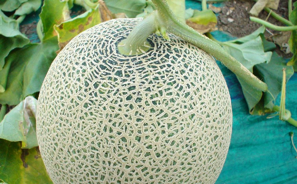 【26年発送先行予約】香り豊かな 北海道レッドメロン 8kg（3玉～6玉）(2026年7月下旬から発送開始予定) 【 果物 くだもの フルーツ メロン 赤肉 赤肉メロン 旬 お取り寄せ 甘い 北海道産 旭川市 北海道 】_05413