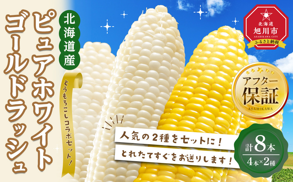 【2026年先行予約】とうもろこしコラボセット!　ピュアホワイト4本×ゴールドラッシュ4本（2026年8月下旬から発送開始予定）【 白いとうもろこし 人気 北海道産 糖度 生 野菜 スイートコーン 産地直送 バーベキュー BBQ コーン 旬 お取り寄せ 旭川市 北海道 】_04561