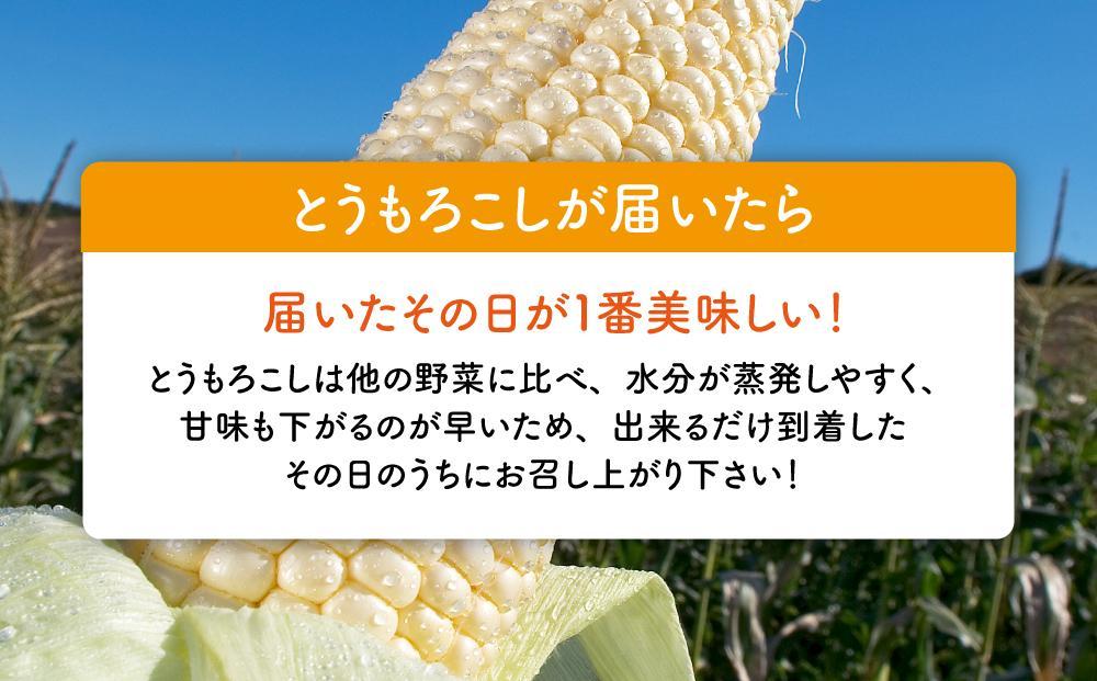 【先行予約】白いとうもろこしピュアホワイト 8本 2.4kg(2025年8月下旬～発送開始予定)【 人気 北海道産 糖度 生 野菜 スイートコーン 産地直送 バーベキュー BBQ コーン 旬 お取り寄せ 旭川市 北海道 送料無料 】_04559