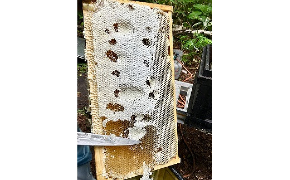 【スティック蜂蜜】アカシア 2.5g×50本入【 ハチミツ はちみつ ハニー 防災グッズ 常温 保存 備蓄 防災食 非常食 保存食 北海道 旭川市 】_05350