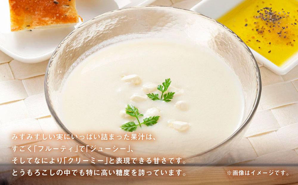 【26年発送先行予約】あさひやま動物園しろくまコーン 10本（約4kg）2026年8月下旬から発送開始予定 【 とうもろこし 人気 北海道 糖度 野菜 白いとうもろこし 白いスイートコーン 産地直送 ホワイトレディ コーン 玉蜀黍 旬 お取り寄せ 旭川市 北海道 】_00308