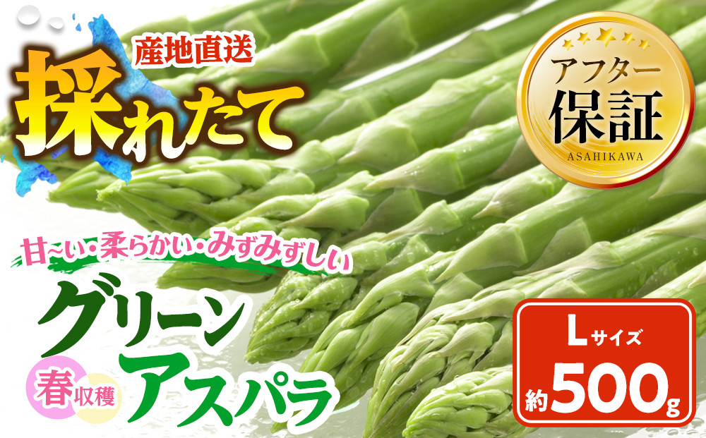 春収穫グリーンアスパラLサイズ　約500g（2026年6月上旬から発送開始予定）【 アスパラ アスパラガス 朝採り とれたて 野菜 旬 小分け 保存 産直 産地直送 お取り寄せ 旭川市 北海道 】_05529