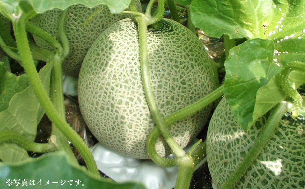 【26年発送先行予約】北海道産 赤肉メロン LLサイズ 2玉（計4.0kg以上）2026年7月上旬から発送開始予定 【 果物 くだもの フルーツ メロン 赤肉 赤肉メロン 旬 お取り寄せ 甘い 北海道産 旭川市 北海道 】_02099 ●