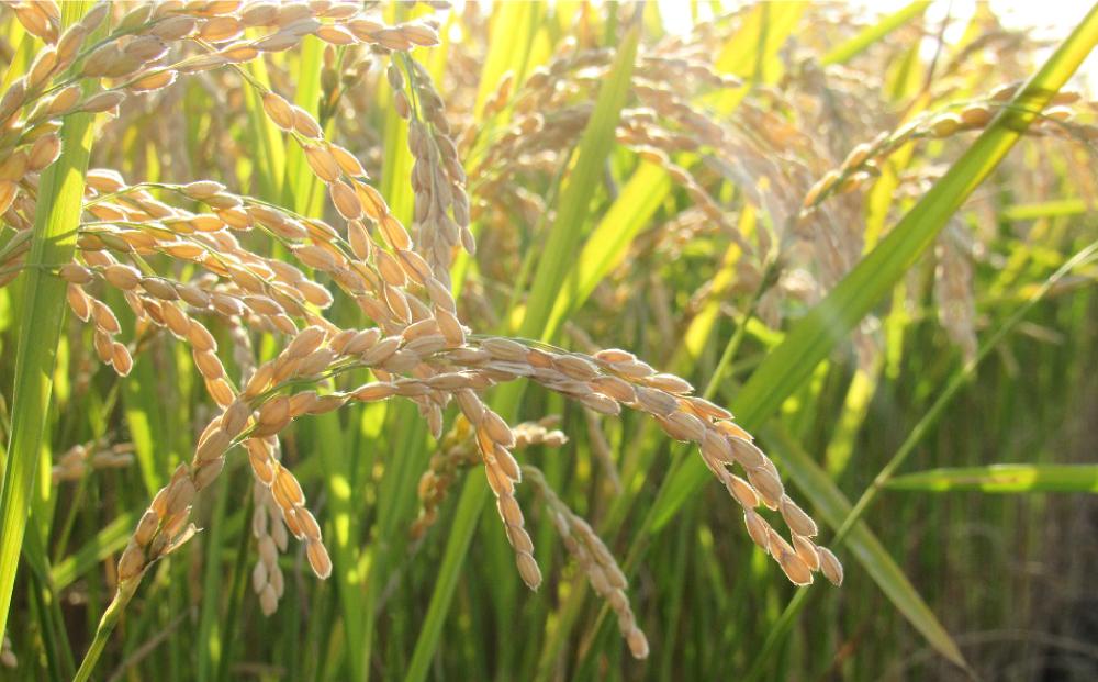 令和4年度産　ゆめぴりか　白米10kg　〜大雪山系の豊かな水で育った特別栽培米〜　