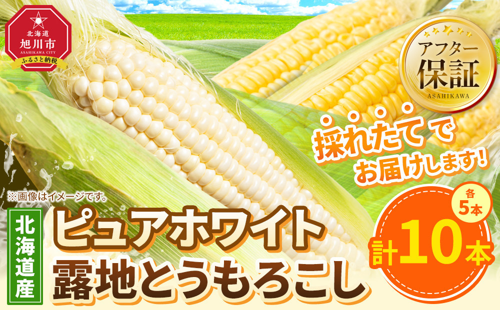 【26年先行予約】ピュアホワイト5本・露地とうもろこし5本　合計10本　2026年8月中旬から発送開始予定 【 白いとうもろこし 人気 北海道産 糖度 生 野菜 スイートコーン 産地直送 バーベキュー BBQ コーン 旬 お取り寄せ 旭川市 北海道 】_04756