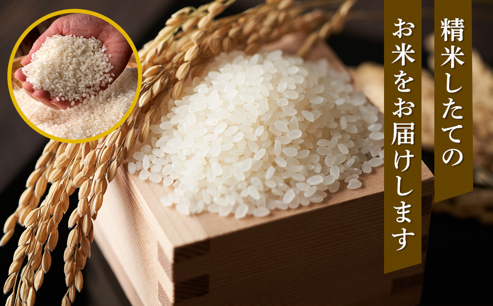 【特Aランク】令和7年 北海道産ゆめぴりか 10kg(5kg×2袋) 【 白米 精米 ご飯 ごはん 米 お米 旭川市ふるさと納税 北海道ふるさと納税 】_04806