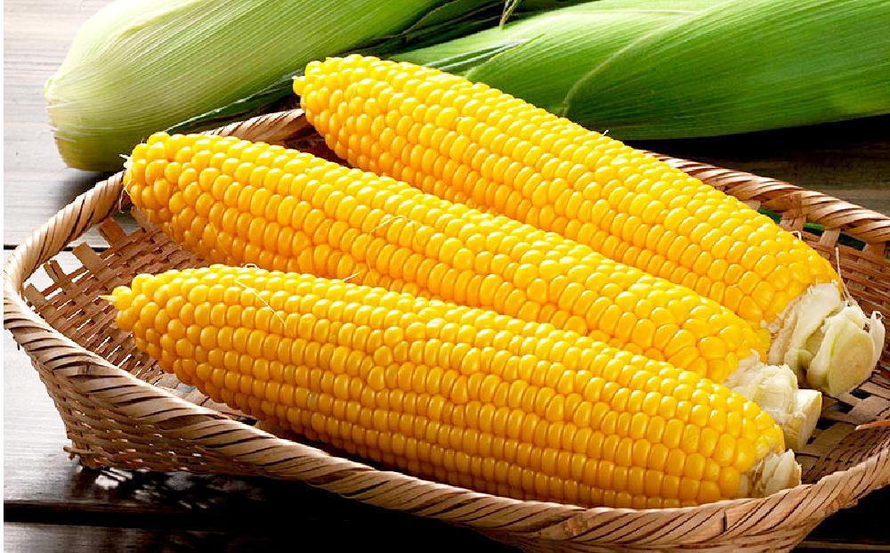 【26年発送先行予約】朝採りとうもろこしMIX10本 4kg あさひやま動物園 白くまコーンとライオンコーンのミックス（2026年8月中旬から発送開始予定）【 とうもろこし 人気 北海道 糖度 野菜 白いとうもろこし 白いスイートコーン 産地直送 ホワイトレディ ゴールドラッシュ コーン 玉蜀黍 旬 お取り寄せ 旭川市 北海道 】_02157