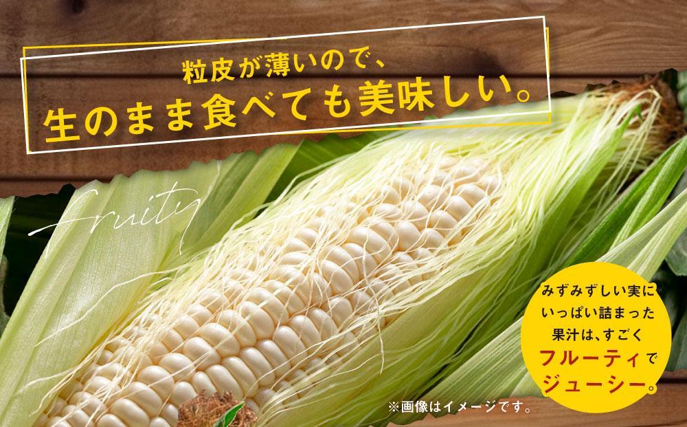 【26年発送先行予約】あさひやま動物園しろくまコーン 8本（約3.2kg）2026年8月下旬から発送開始予定 【 とうもろこし 人気 北海道 糖度 野菜 白いとうもろこし 白いスイートコーン 産地直送 ホワイトレディ コーン 玉蜀黍 旬 お取り寄せ 旭川市 北海道 】　_03811