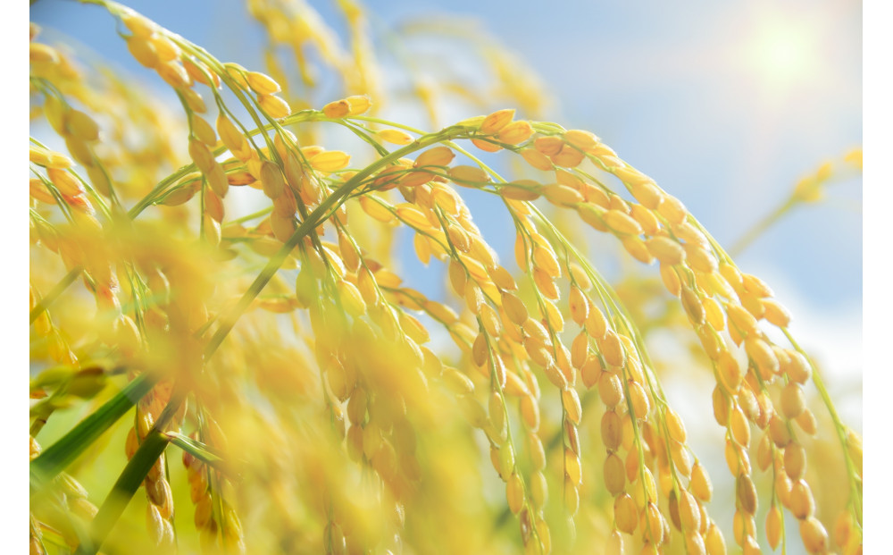 什å7å¹Žåæµ·éç£ ããã397 5kgïŒ5kgÃ1è¢ïŒãæå·åžç£ã_05643